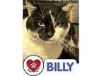 Billy, Domestic Shorthair For Adoption In Hicksville, New York