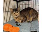 Duchess, Abyssinian For Adoption In Bloomingdale, New Jersey
