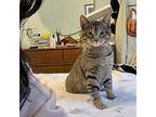Otis, Domestic Shorthair For Adoption In Jersey City, New Jersey