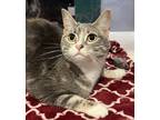 Maddie - Available, Domestic Shorthair For Adoption In Stanwood, Washington