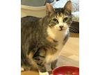 Shea, Domestic Shorthair For Adoption In Baltimore, Maryland