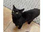 Frank, Domestic Shorthair For Adoption In South Bend, Indiana