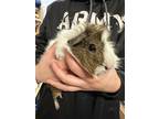 Lana 'banana, Guinea Pig For Adoption In Santa Paula, California