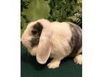Lilly, Lop, French For Adoption In West Palm Beach, Florida