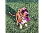 Ginger, American Pit Bull Terrier For Adoption In Jacksonville, North Carolina