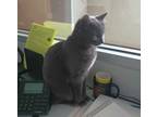 Stelios, Russian Blue For Adoption In Chicago, Illinois