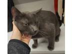 Dilios, Russian Blue For Adoption In Chicago, Illinois