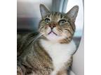 Oliver (leon), Domestic Shorthair For Adoption In Baltimore, Maryland