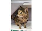 Lacey, Domestic Shorthair For Adoption In Baltimore, Maryland