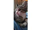 Lulubelle, Domestic Shorthair For Adoption In St. Louis, Missouri