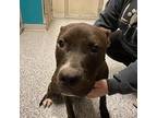 Wispa, American Pit Bull Terrier For Adoption In Burlington, Iowa