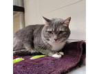 Zoe, Domestic Shorthair For Adoption In West Vancouver, British Columbia