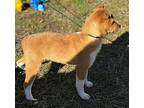 Sparks, Jack Russell Terrier For Adoption In Locust Fork, Alabama