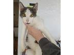 George, Domestic Shorthair For Adoption In Brownwood, Texas
