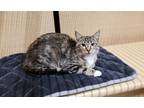 Katy Purry, Domestic Shorthair For Adoption In Bulverde, Texas