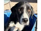 Adopt VALLEY GIRL* a Labrador Retriever, Mixed Breed