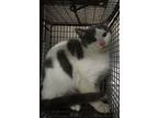 Cloud, Domestic Shorthair For Adoption In Raleigh, North Carolina