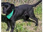 Louie, Labrador Retriever For Adoption In East Hartford, Connecticut