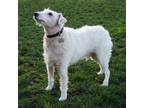 Whitey, Fox Terrier (wirehaired) For Adoption In Winchester, Oregon