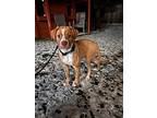 Roxy, Labrador Retriever For Adoption In Woodstock, Ontario