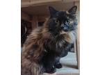 Sassy, Maine Coon For Adoption In Inez, Kentucky
