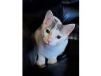 Milk (bonded Pair=cookie), Domestic Shorthair For Adoption In Island Lake