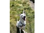 Adopt Cookie a Australian Cattle Dog / Blue Heeler