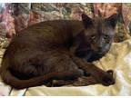 Adopt Cleopatra a Havana, Domestic Short Hair