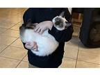 Miss Marie, Snowshoe For Adoption In Napa, California
