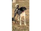 Jagger, Labrador Retriever For Adoption In Rutledge, Tennessee