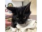 Katmandu, Domestic Longhair For Adoption In Salisbury, Maryland