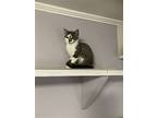 Nala, Domestic Shorthair For Adoption In Bluefield, West Virginia