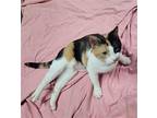 Tweety, Domestic Shorthair For Adoption In Lansdowne, Pennsylvania