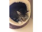 Paisley, Domestic Shorthair For Adoption In Salem, New Hampshire