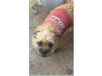 Adopt COCO and BEBE a Australian Terrier