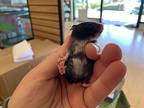 Jelly Baby Girl One, Hamster For Adoption In Imperial Beach, California