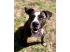 Sadie, American Staffordshire Terrier For Adoption In Murphysboro, Illinois