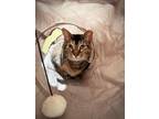 Crepe, Domestic Shorthair For Adoption In Key West, Florida