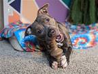 Raya, American Pit Bull Terrier For Adoption In Baltimore, Maryland