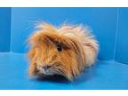 Floyd, Guinea Pig For Adoption In Lewisville, Texas