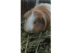 Peaches, Guinea Pig For Adoption In Edmonton, Alberta