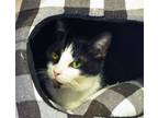 Adopt LOLYPOP a Domestic Short Hair