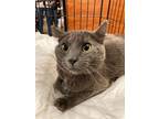 Martin, Russian Blue For Adoption In Stanhope, New Jersey