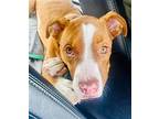 Steffi, American Pit Bull Terrier For Adoption In Germantown, Ohio
