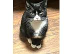 Sugar, Domestic Shorthair For Adoption In Melville, New York