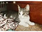 Tiger Lily, Domestic Shorthair For Adoption In Plain City, Ohio