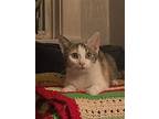 Petula (bonded With Esmae), Domestic Shorthair For Adoption In Lewistown