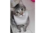 Louie, Egyptian Mau For Adoption In Manchester, New Hampshire
