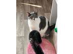 Sanibel, American Shorthair For Adoption In Indianapolis, Indiana