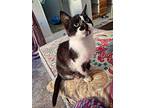 Sylvester, Domestic Shorthair For Adoption In Manchester, New Hampshire